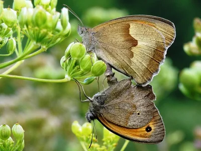 Maniola jurtina