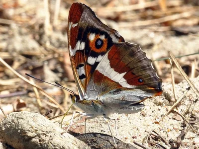 Apatura iris