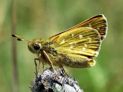 Hesperia comma