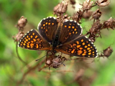 Melitaea (Mellicta) athalia
