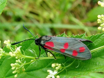 Zygaena (Zygaena) filipendulae
