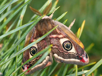 Saturnia (Eudia) pavonia