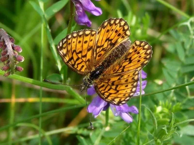 Boloria (Clossiana) selene
