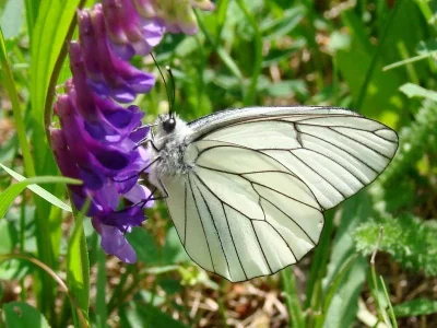 Aporia crataegi