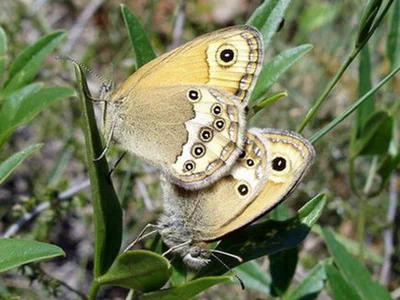 Coenonympha dorus