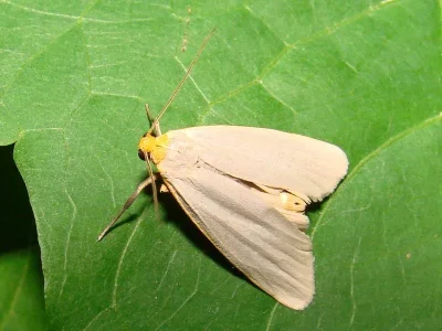Eilema (Eilema) caniola