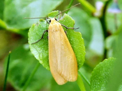 Eilema (Wittia) sororcula