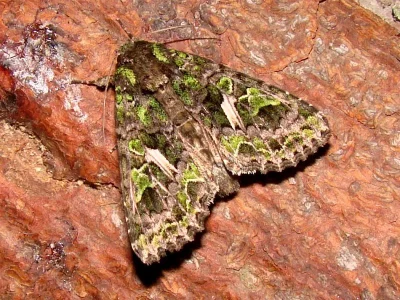 Trachea atriplicis