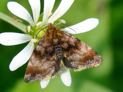 Panemeria tenebrata