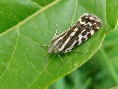 Acontia (Emmelia) trabealis