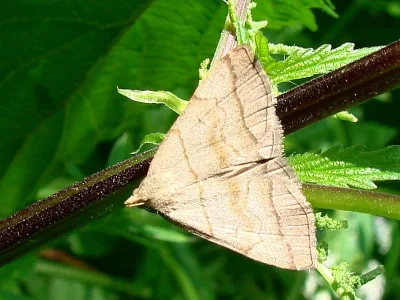 Herminia tarsicrinalis