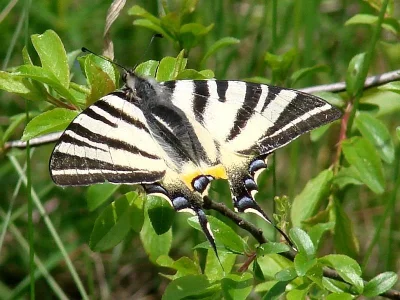 Iphiclides podalirius