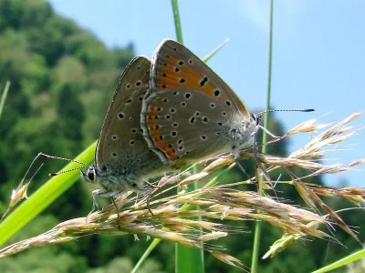Lycaena (Heodes) hippothoe