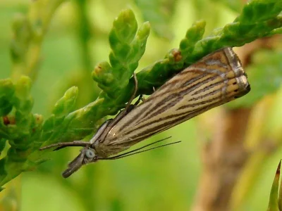 Chrysoteuchia culmella