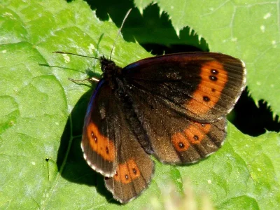 Erebia ligea