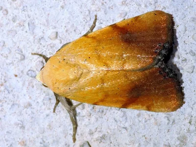 Xanthodes albago