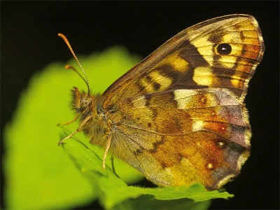 Pararge aegeria