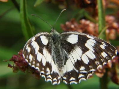 Melanargia (Melanargia) galathea