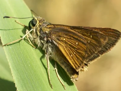 Pelopidas thrax