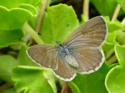 Zizeeria knysna