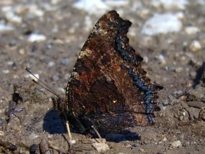 Nymphalis (Nymphalis) xanthomelas