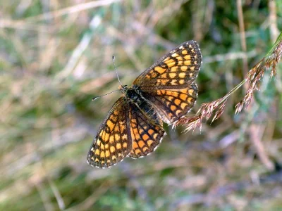 Melitaea (Mellicta) deione
