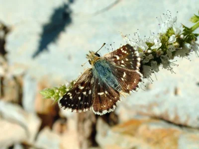 Spialia sertorius