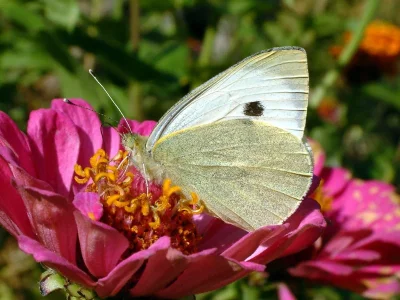 Pieris (Pieris) brassicae