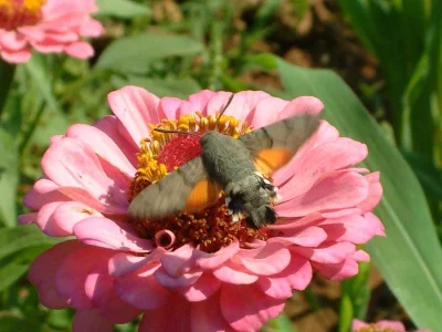 Macroglossum stellatarum