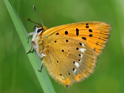 Lycaena (Heodes) virgaureae