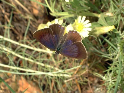 Laeosopis roboris