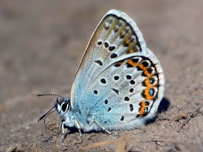 Plebejus (Plebejus) argus