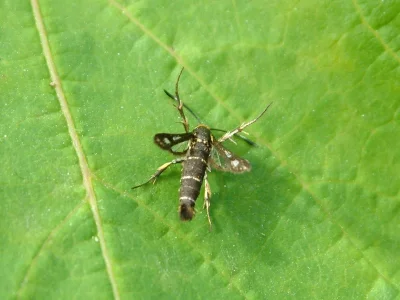 Synanthedon spheciformis