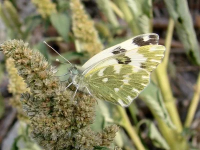 Pontia edusa