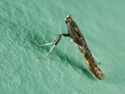 Caloptilia fidella