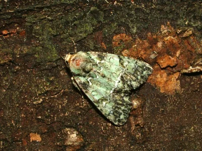 Polyphaenis sericata