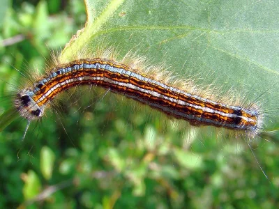 Malacosoma (Clisiocampa) neustria