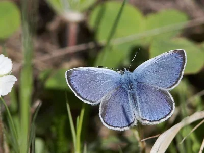 Glaucopsyche alexis
