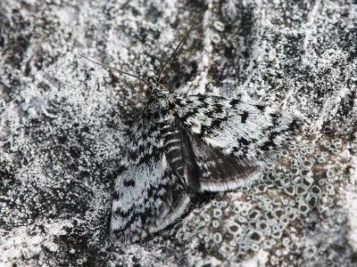 Orenaia alpestralis