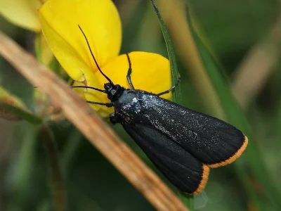 Catastia marginea