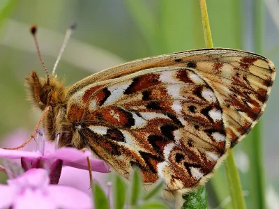 Boloria (Clossiana) freija