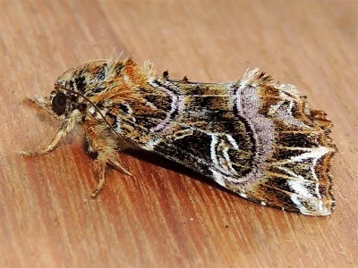 Callopistria juventina