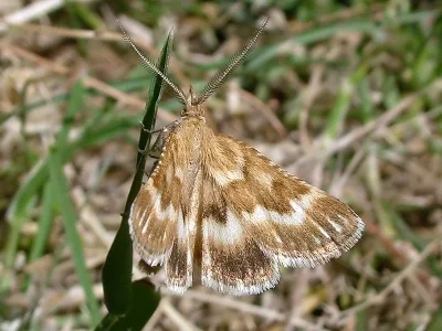 Synaphe moldavica
