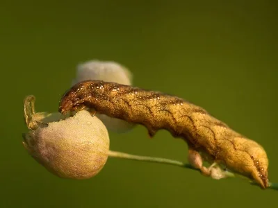 Sideridis (Aneda) rivularis