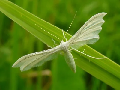 Pterophorus pentadactyla