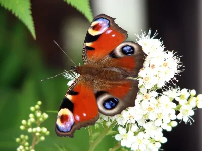 Aglais io