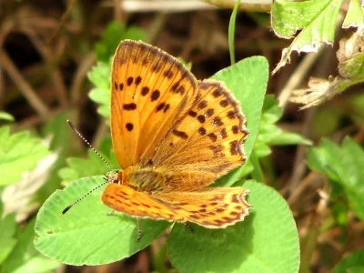 Lycaena (Heodes) virgaureae
