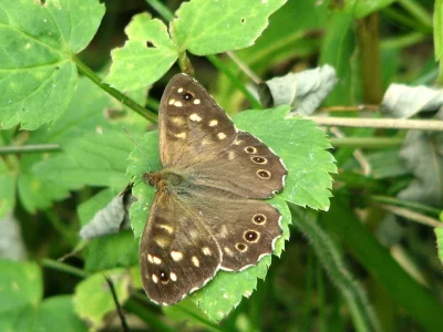 Pararge aegeria