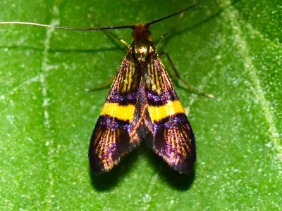 Adela croesella