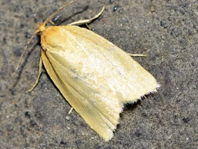Zelotherses paleana